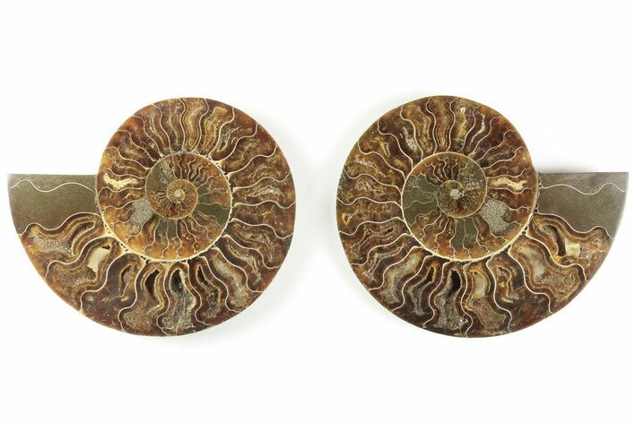 5.2" Cut & Polished, Agatized Ammonite Fossil - Madagascar
